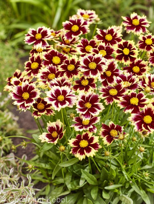 Coreopsis Solar Fancy