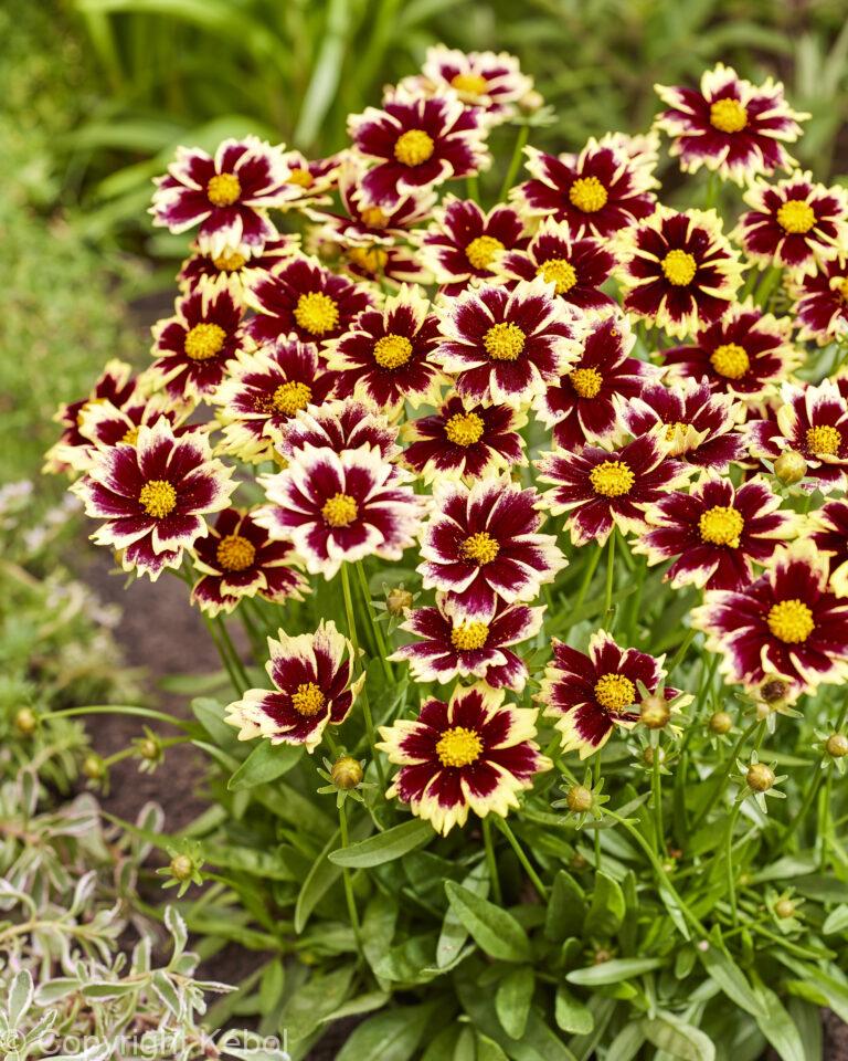 Coreopsis Solar Fancy