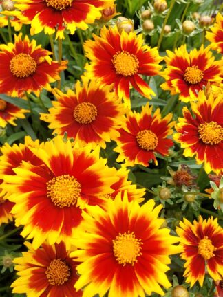 Coreopsis Solar Jewel - bag