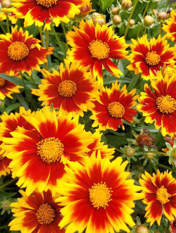 Coreopsis Solar Jewel - bag
