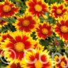 Coreopsis Solar Jewel