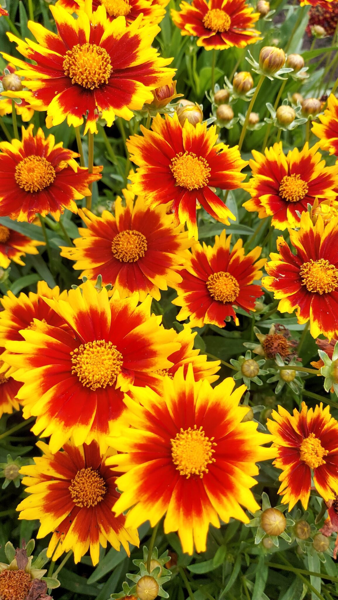 Coreopsis Solar Jewel