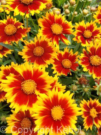 Coreopsis Solar Jewel - bag