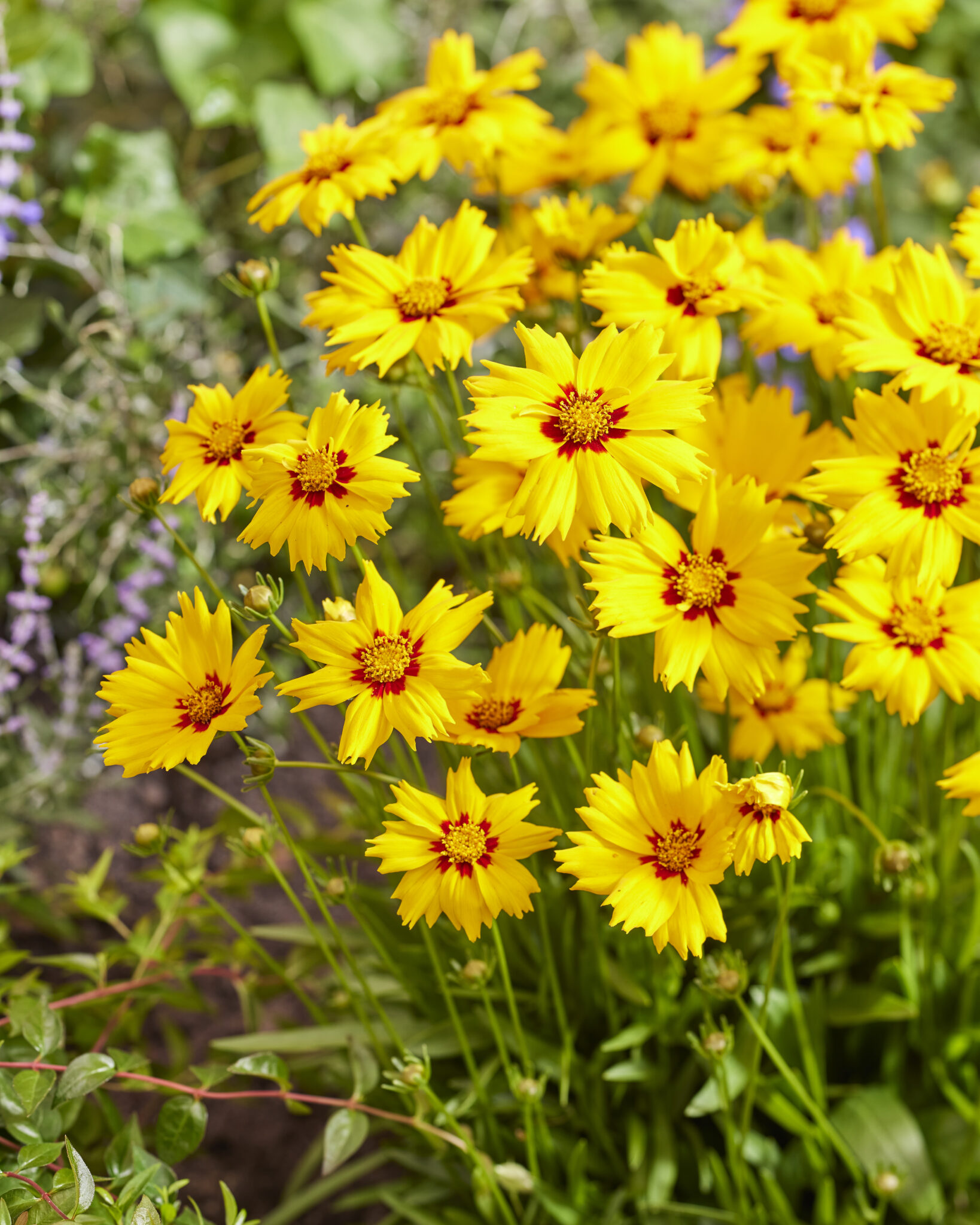 Coreopsis Solar Mellow
