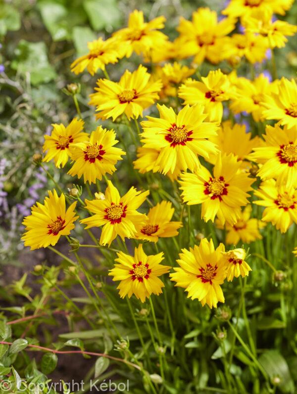 Coreopsis Solar Mellow
