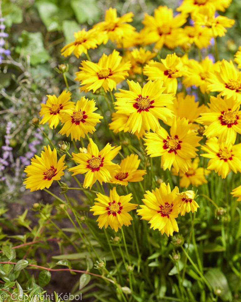 Coreopsis Solar Mellow