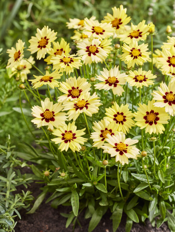Coreopsis Solar Moon - case