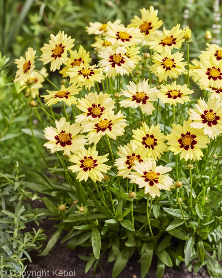Coreopsis Solar Moon