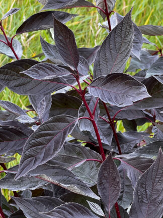 Cornus Nightfall - bag