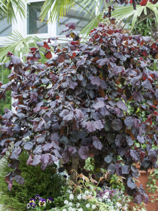Corylus Red Majestic - bag