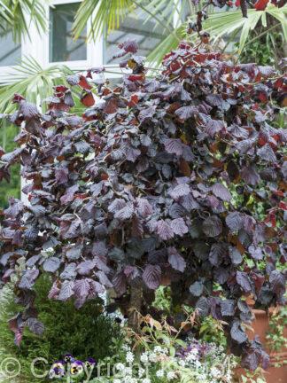 Corylus Red Majestic - case