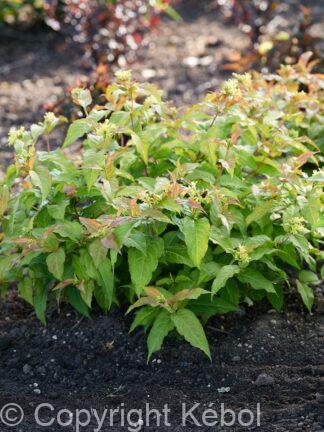 Diervilla Magical Firefly - case