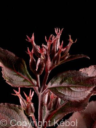 Diervilla Magical Starry Night - case