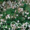 Geranium Biokovo