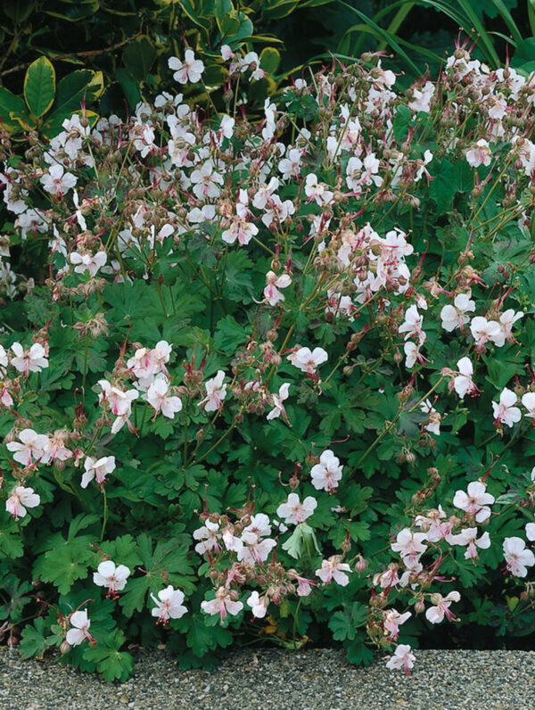 Geranium Biokovo - bag