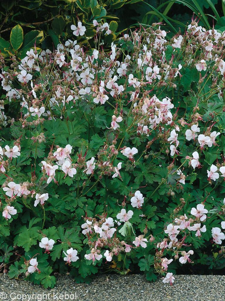 Geranium Biokovo