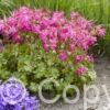 Geranium Intense