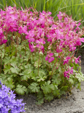 Geranium Intense - bag