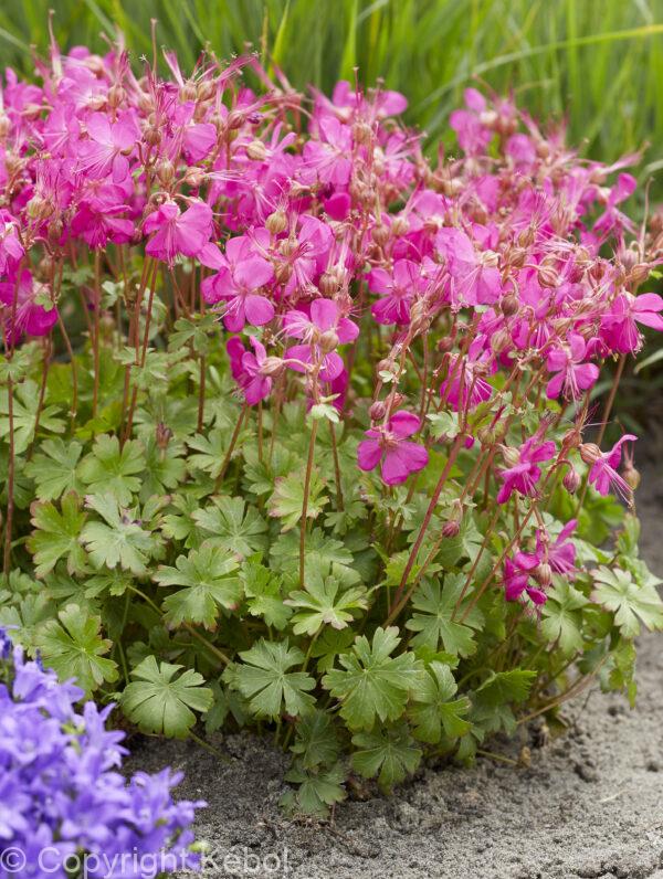 Geranium Intense