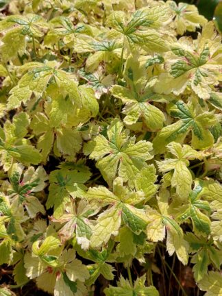Geranium Spring Fling - bag