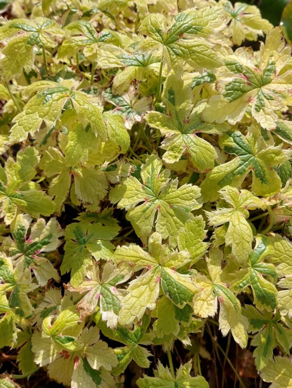 Geranium Spring Fling - bag