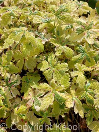 Geranium oxoniarum Spring Fling - bag