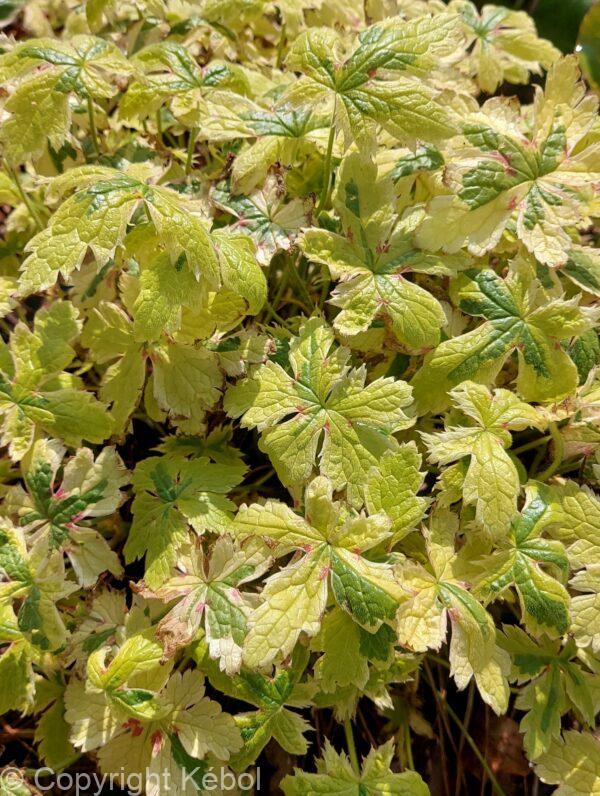 Geranium Spring Fling
