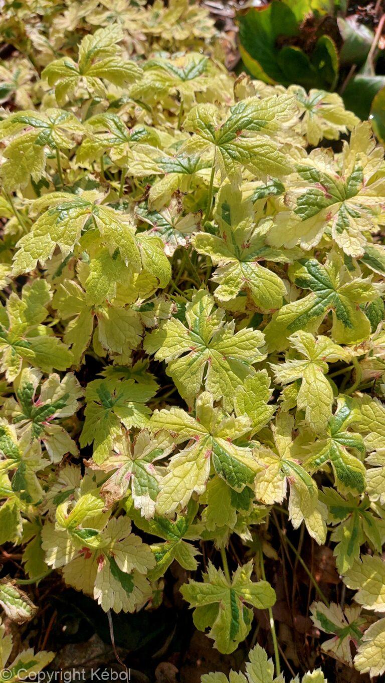 Geranium Spring Fling