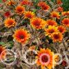 Heliopsis Orange Marble