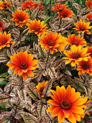 Heliopsis Orange Marble - bag