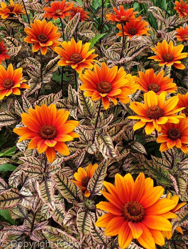 Heliopsis Orange Marble