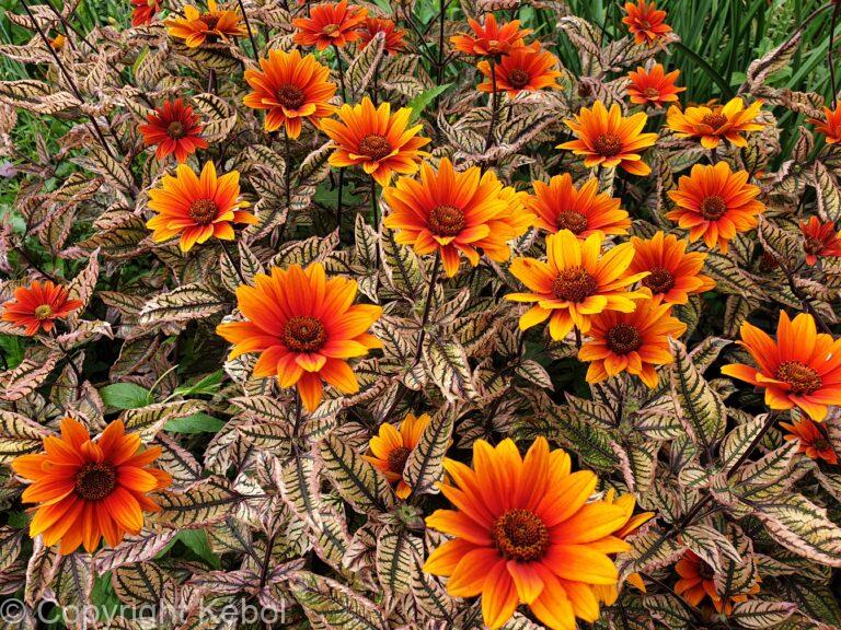 Heliopsis Orange Marble
