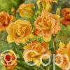 Hemerocallis Double Orange Zephyr