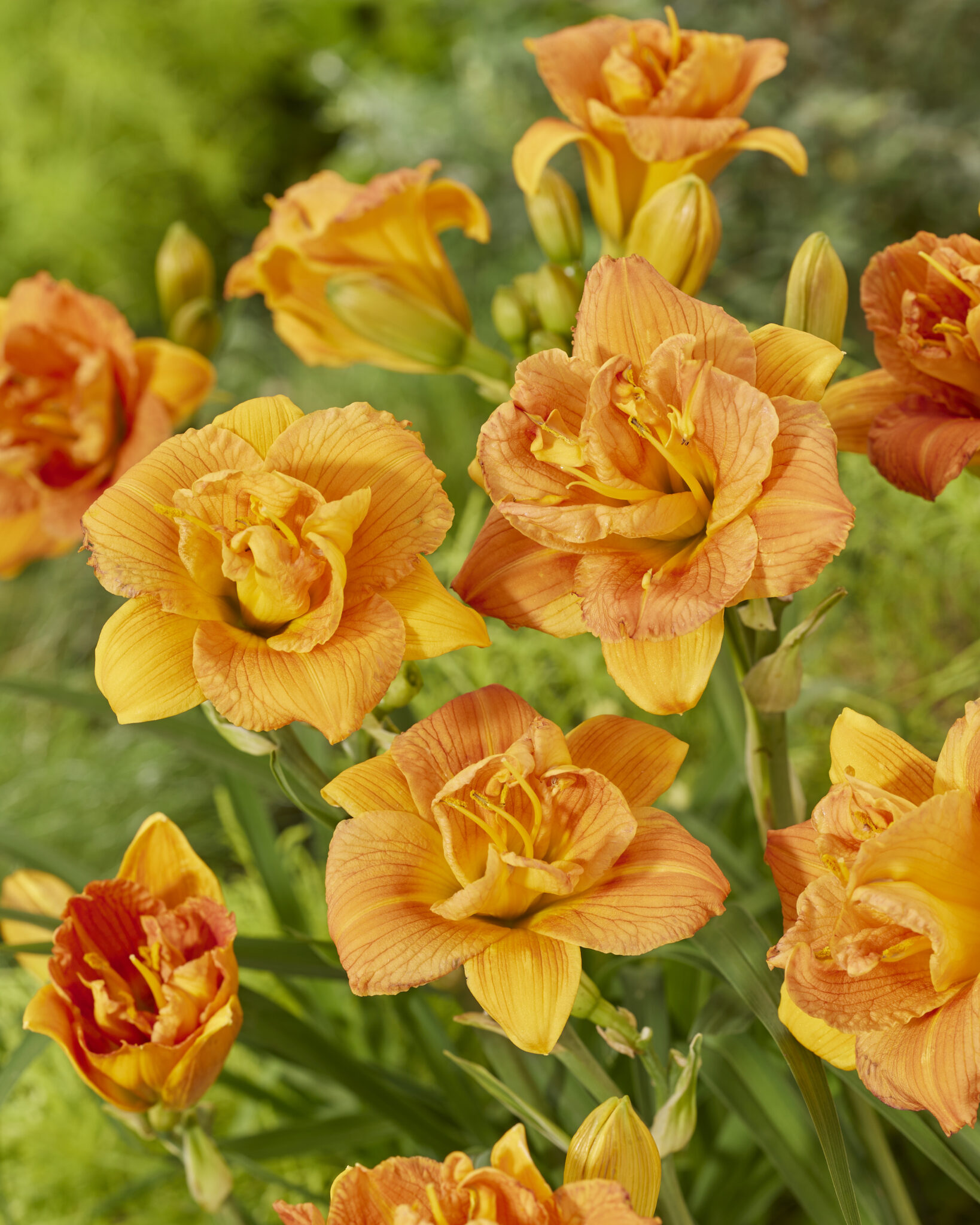 Hemerocallis Double Orange Zephyr