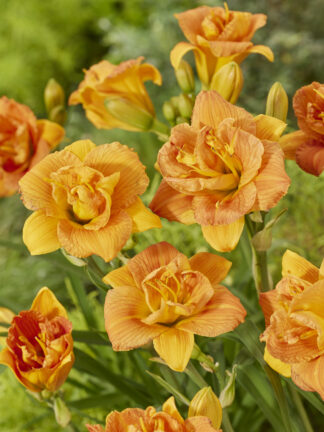 Hemerocallis Double Orange Zephyr - bag