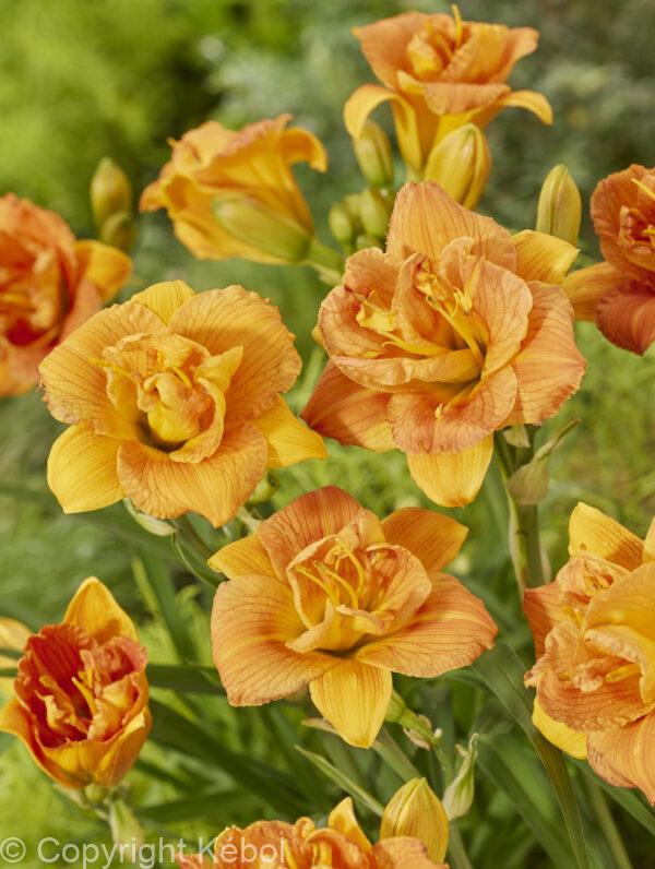 Hemerocallis Double Orange Zephyr
