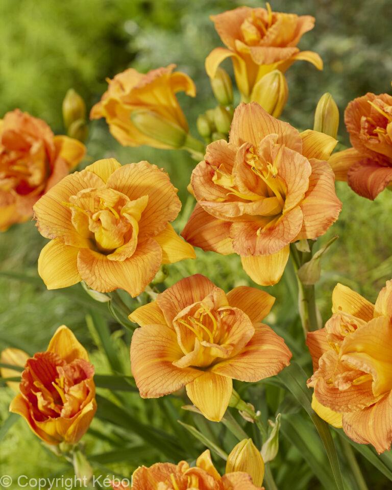 Hemerocallis Double Orange Zephyr