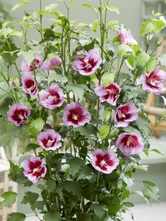 Hibiscus Flower Tower Purple - bag