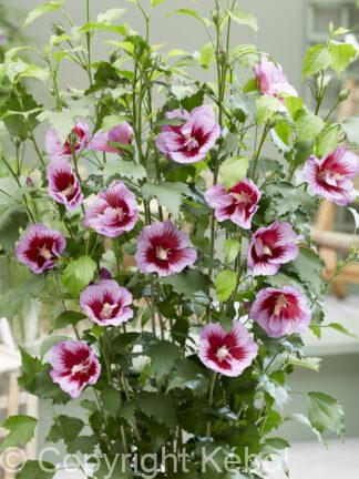 Hibiscus Flower Tower Purple - bag