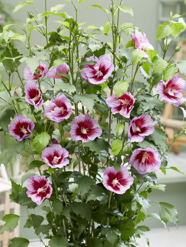 Hibiscus Flower Tower Purple - bag