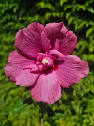 Hibiscus Flower Tower Ruby - bag
