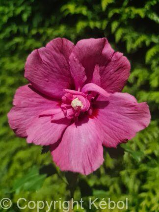 Hibiscus Flower Tower Ruby - bag