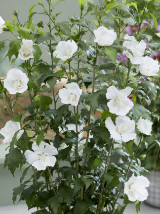 Hibiscus Flower Tower White - bag