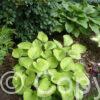 Hosta Glad Tidings