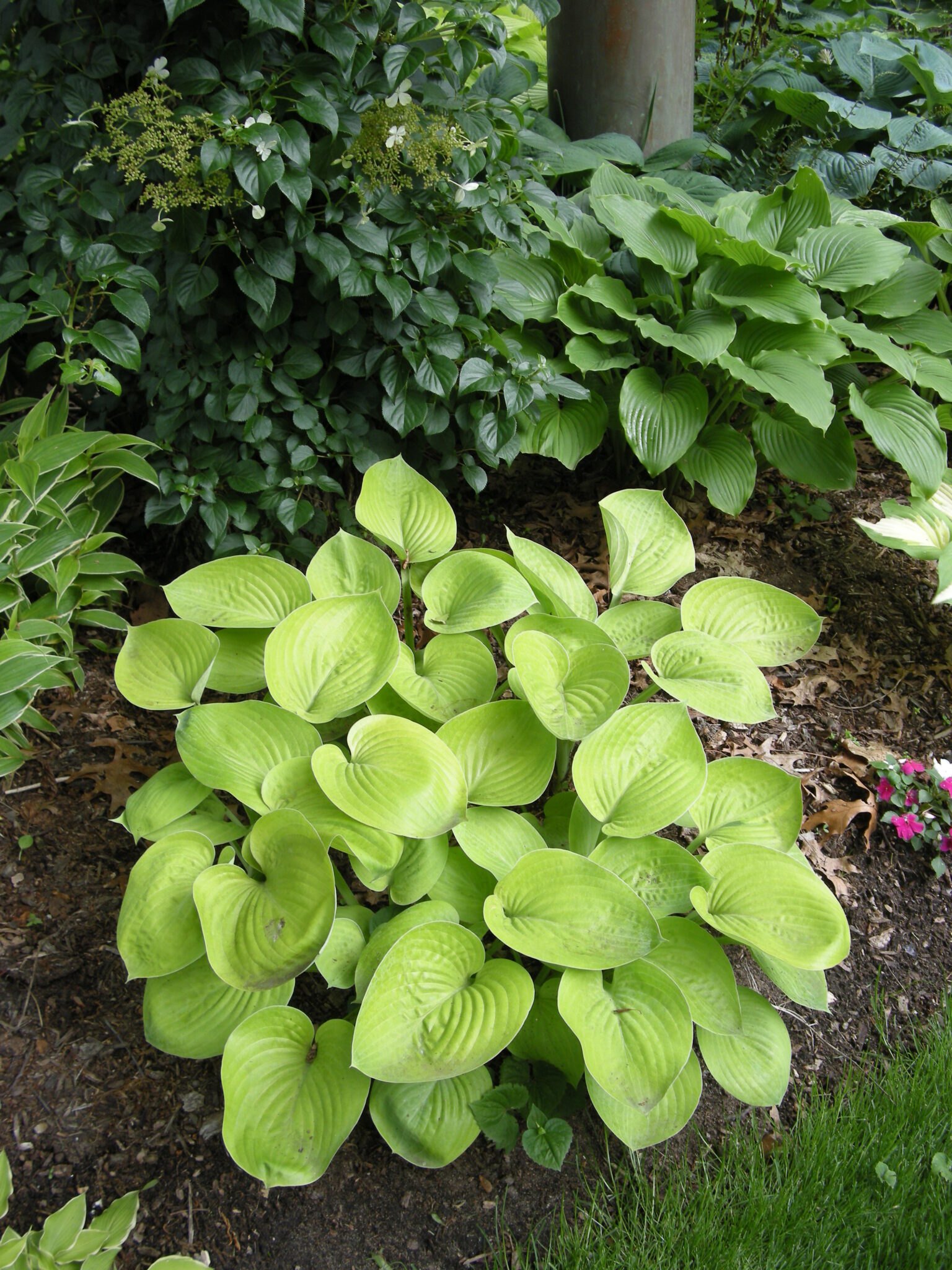 Hosta Glad Tidings