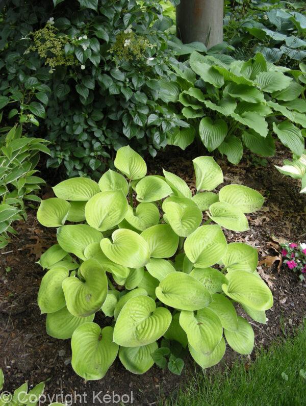 Hosta Glad Tidings