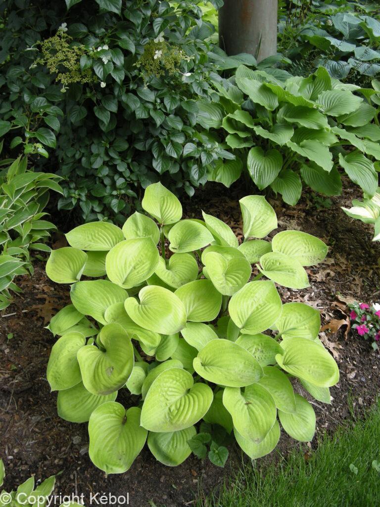 Hosta Glad Tidings