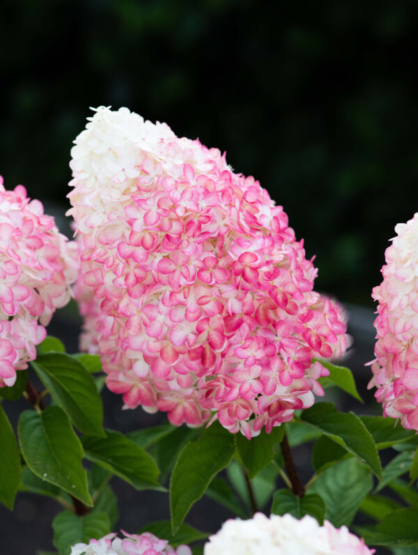 Hydrangea Pink & Rose - case