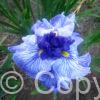 Iris Don and Donna