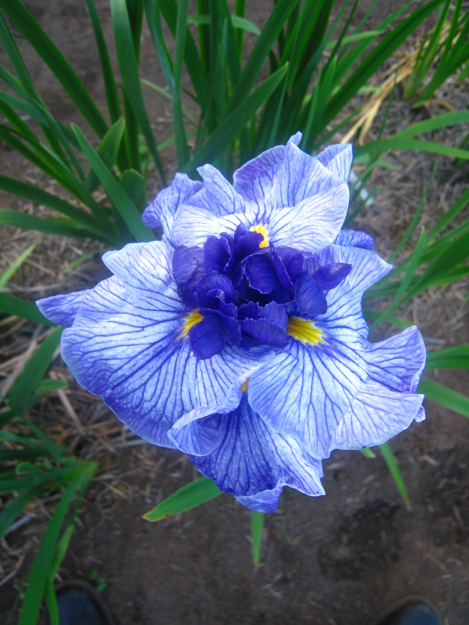 Iris Don and Donna